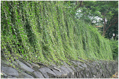 Vernonia elaeagnifolia